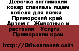 Девочка английский кокер-спаниель ищем кобеля для вязки - Приморский край, Артем г. Животные и растения » Услуги   . Приморский край